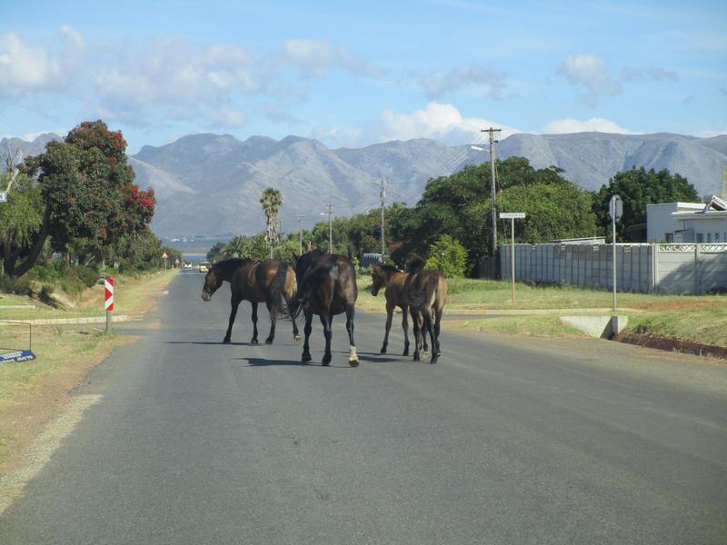 0 Bedroom Property for Sale in Fisherhaven Western Cape